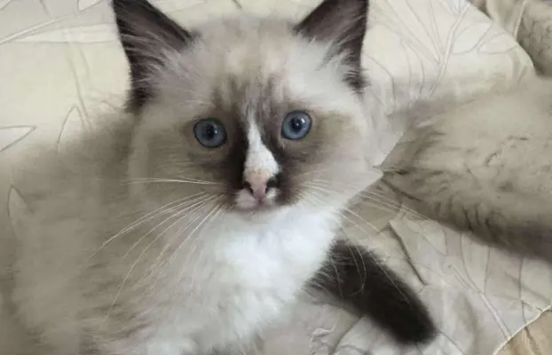 Kocurek Ragdoll seal mitted -   odbiór połowa sierpnia 1