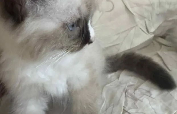 Kocurek Ragdoll seal mitted -   odbiór połowa sierpnia 6