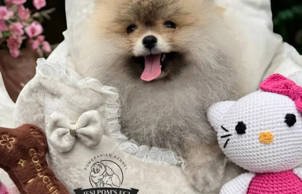 Przepiękna suczka Pomeranian Szpic Miniaturowy FCI 2