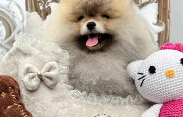 Przepiękna suczka Pomeranian Szpic Miniaturowy FCI 3