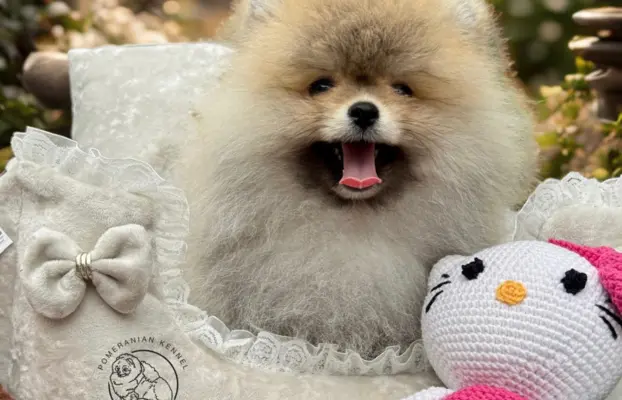 Przepiękna suczka Pomeranian Szpic Miniaturowy FCI 1
