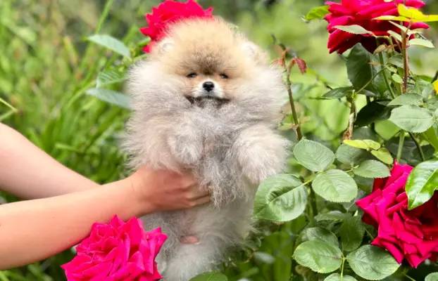 Przepiękna suczka Pomeranian Szpic Miniaturowy FCI 4