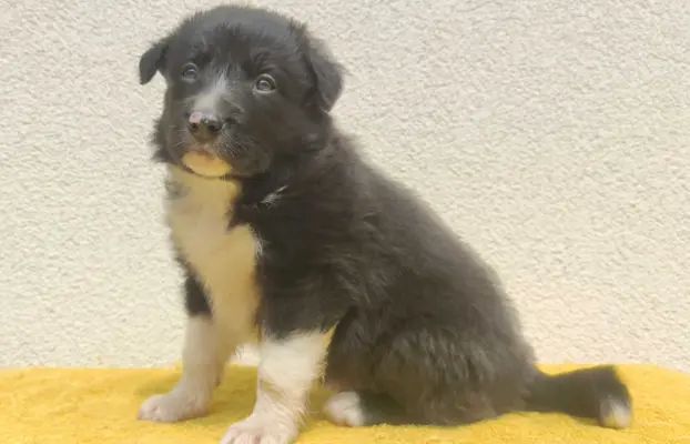 Rasowy pies z pełną dok. przebadani rodzice BORDER COLLIE z 1
