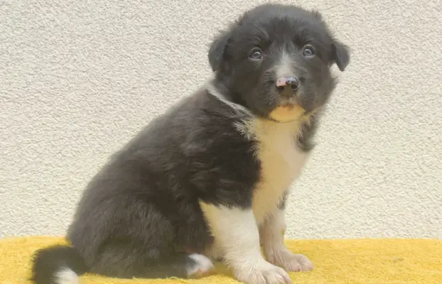 Rasowy pies z pełną dok. przebadani rodzice BORDER COLLIE z 2
