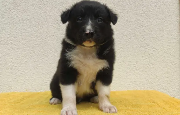 Rasowy pies z pełną dok. przebadani rodzice BORDER COLLIE z 3