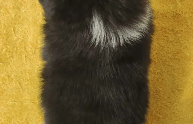 Rasowy pies z pełną dok. przebadani rodzice BORDER COLLIE z 4