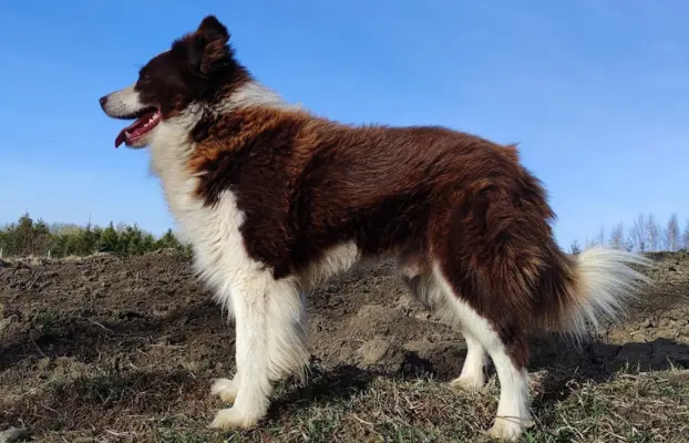 Rasowy pies z pełną dok. przebadani rodzice BORDER COLLIE z 5