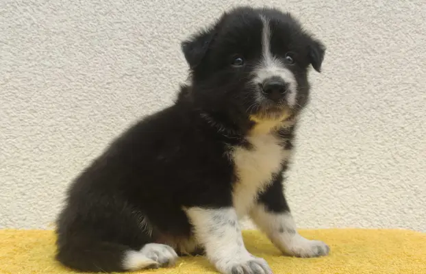 BORDER COLLIE z Hodowli - Rasowy pies z pełną dok. przebadan 1