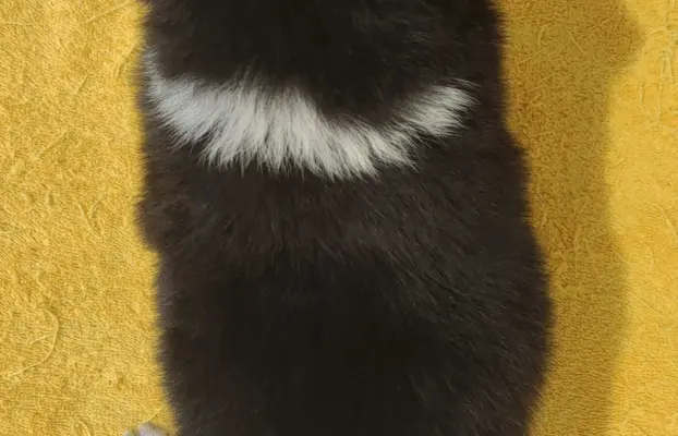 BORDER COLLIE z Hodowli - Rasowy pies z pełną dok. przebadan 2
