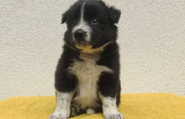 BORDER COLLIE z Hodowli - Rasowy pies z pełną dok. przebadan 4