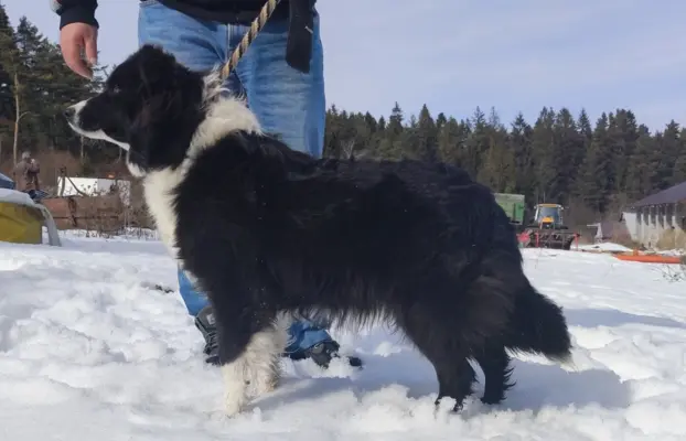 BORDER COLLIE z Hodowli - Rasowy pies z pełną dok. przebadan 7