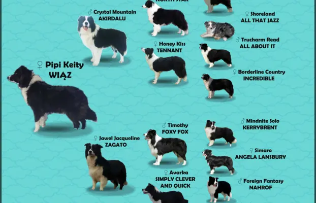 BORDER COLLIE z Hodowli - Rasowy pies z pełną dok. przebadan 8