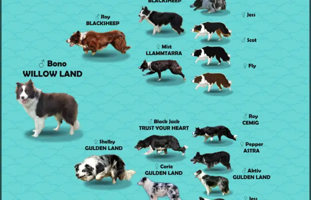 BORDER COLLIE z Hodowli - Rasowy pies z pełną dok. przebadan 6