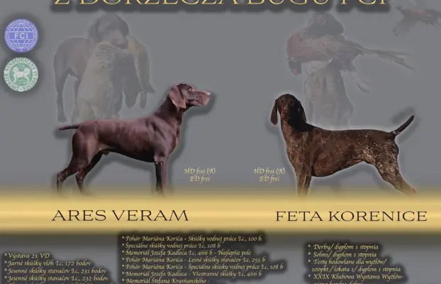 Szczenięta wyżła niemieckiego krótkowłosego Z Dorzecza Bugu 1