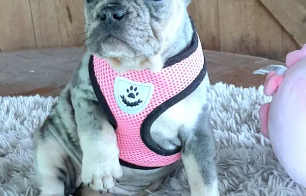 Buldog francuski sunia i piesek 3