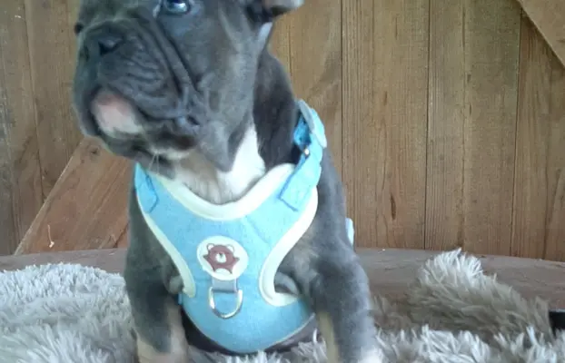 Buldog francuski sunia i piesek 7