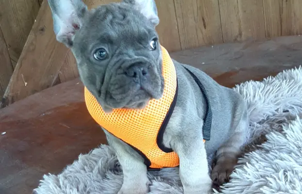 Buldog francuski sunia i piesek 8
