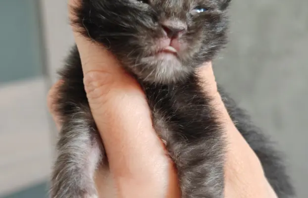 Kocięta Maine Coon Blue Aura 3