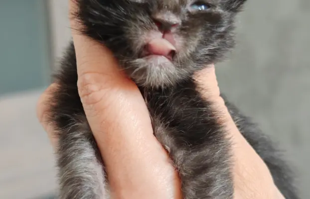 Kocurek  Maine Coon Blue Aura*Pl 2