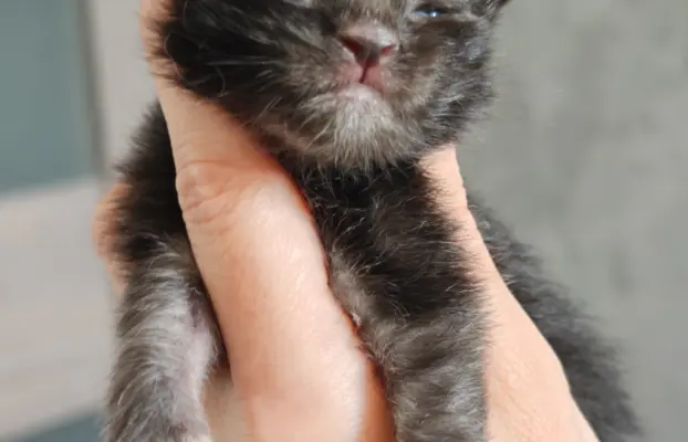 Kocurek  Maine Coon Blue Aura*Pl 3