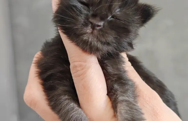 Kocurek  Maine Coon Blue Aura*Pl 1