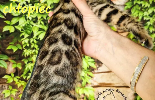 Kocięta Bengalskie , kotka bengalska, Kocurek bengalski 5