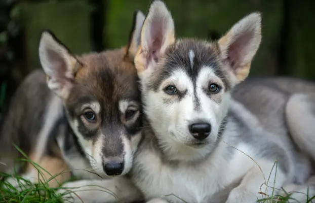Szczeniaki SIBERIAN HUSKY po sportowych rodzicach FCI ZKwP 1