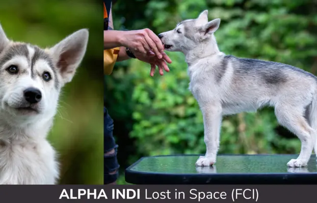 Szczeniaki SIBERIAN HUSKY po sportowych rodzicach FCI ZKwP 3