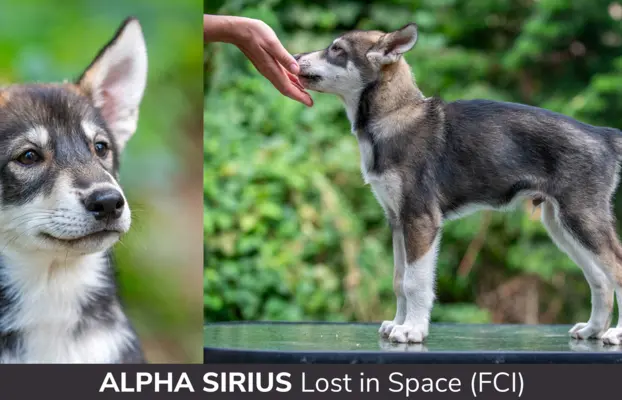 Szczeniaki SIBERIAN HUSKY po sportowych rodzicach FCI ZKwP 4
