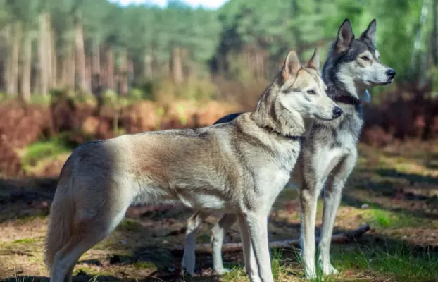 Szczeniaki SIBERIAN HUSKY po sportowych rodzicach FCI ZKwP 6