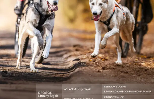 Szczeniaki SIBERIAN HUSKY po sportowych rodzicach FCI ZKwP 7