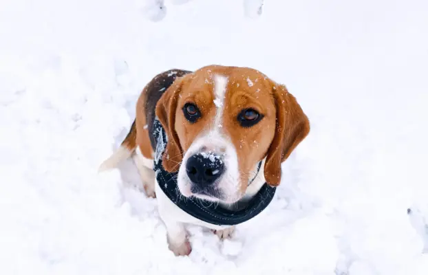Szczeniaki beagle do rezerwacji 4