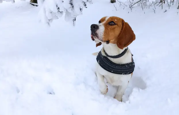 Szczeniaki beagle do rezerwacji 5