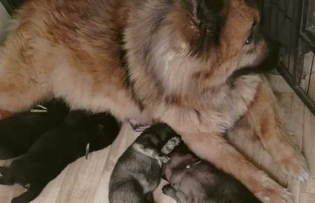 Eurasier - dostepne szczenięta 1