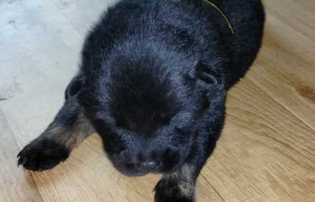 Eurasier - dostepne szczenięta 3