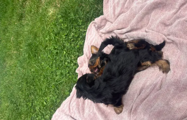 Szczeniaki yorki terrierki 1
