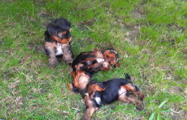 Szczeniaki yorki terrierki 3