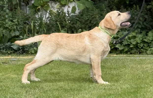 Labrador retriever biszkoptowe szczenięta ZKwP 2