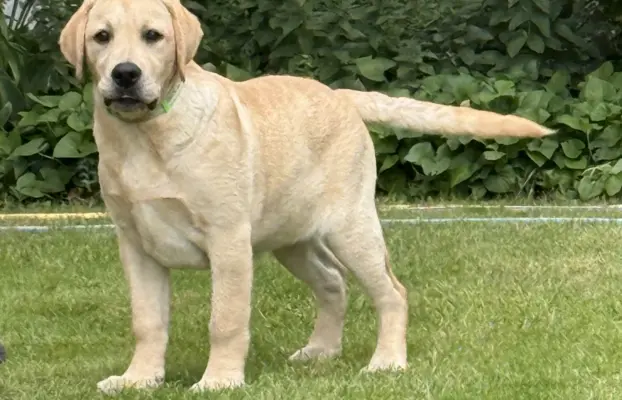 Labrador retriever biszkoptowe szczenięta ZKwP 1