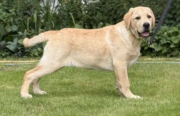 Labrador retriever biszkoptowe szczenięta ZKwP 4