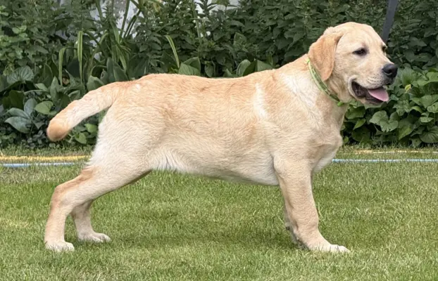 Labrador retriever biszkoptowe szczenięta ZKwP 5