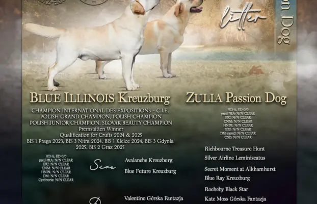 Labrador retriever biszkoptowe szczenięta ZKwP 3