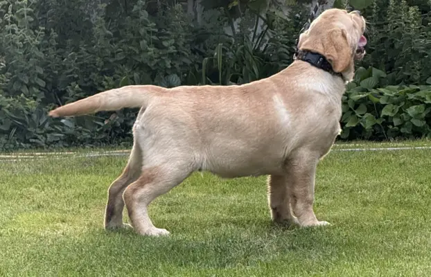 Labrador retriever biszkoptowe szczenięta ZKwP 6