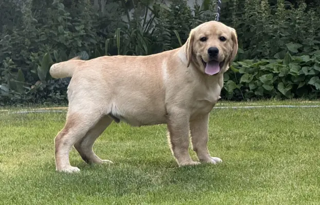 Labrador retriever biszkoptowe szczenięta ZKwP 7