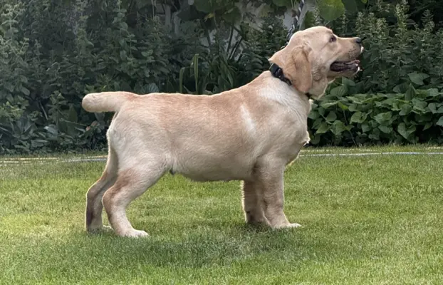 Labrador retriever biszkoptowe szczenięta ZKwP 8