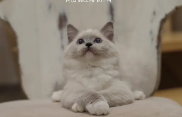 Śliczna Kotka Ragdoll rodowód FPL profesjonalna hodowla FIFe 3