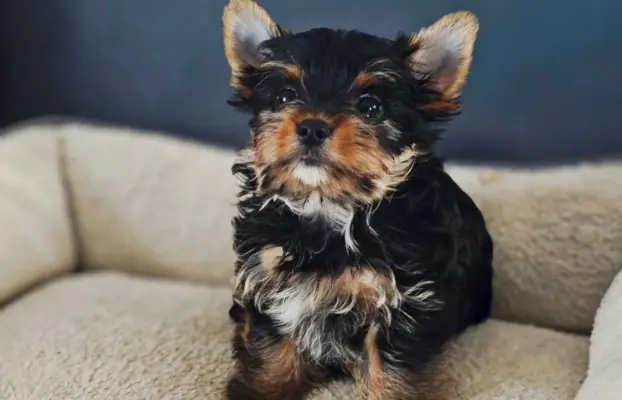 Piekne szczeniaki Yorkshire Terrier 3
