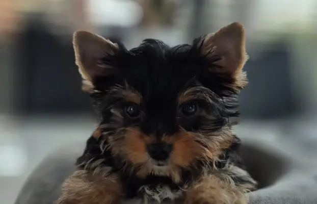 Piekne szczeniaki Yorkshire Terrier 1