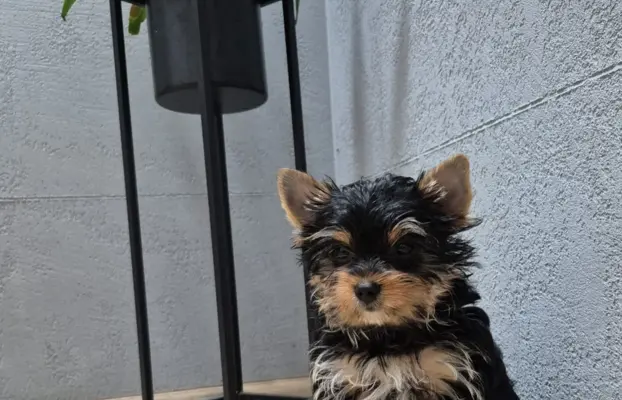 Piekne szczeniaki Yorkshire Terrier 2