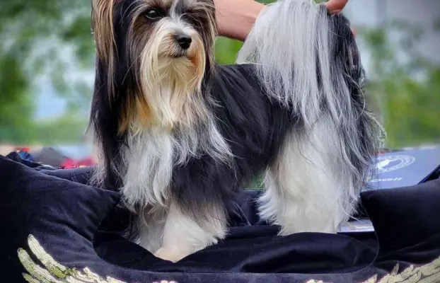 Piekne szczeniaki Yorkshire Terrier 4